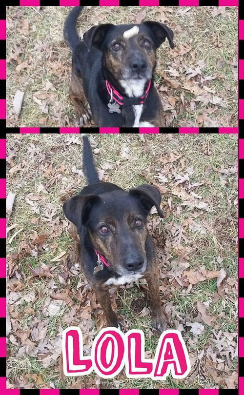 Lola: Fostered