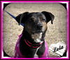 Lola: Fostered