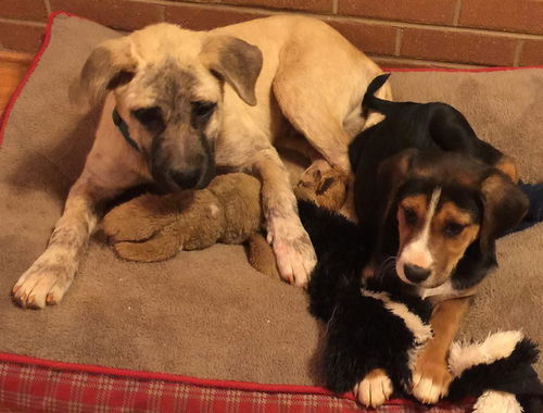 Chance: Fostered
