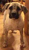Chance: Fostered