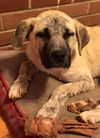 Chance: Fostered