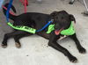 Piper: Fostered