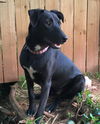 Piper: Fostered