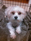 Cooper