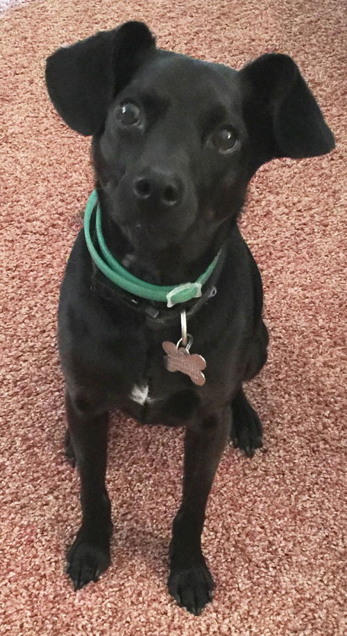 Loki-Fostered