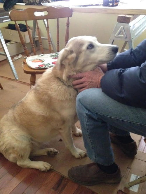 Nova: fostered