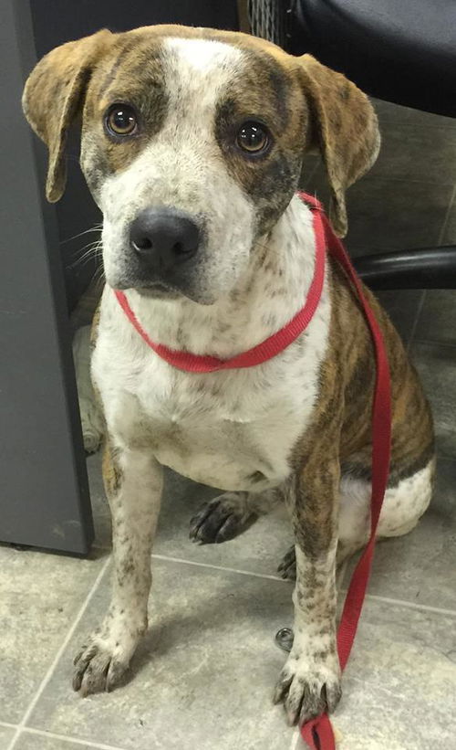 Shivers:fostered