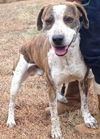 Shivers:fostered