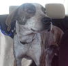 Shivers:fostered