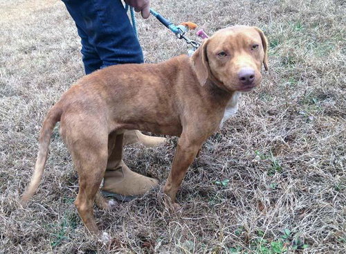 Diamond: fostered