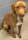 Diamond: fostered