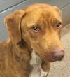 Diamond: fostered