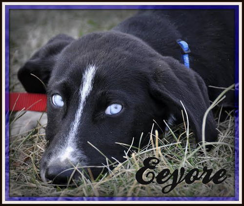 Eeyore