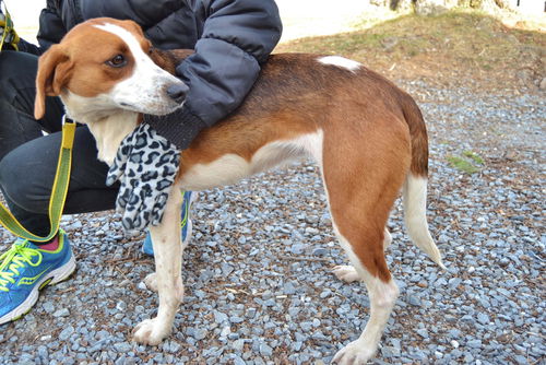 Sandy-Sponsored Spay!