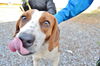 Sandy-Sponsored Spay!