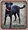 Pieper