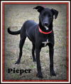 Pieper
