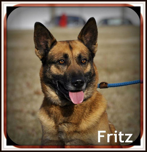 FRITZ: fostered