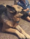 Samson