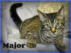 Major