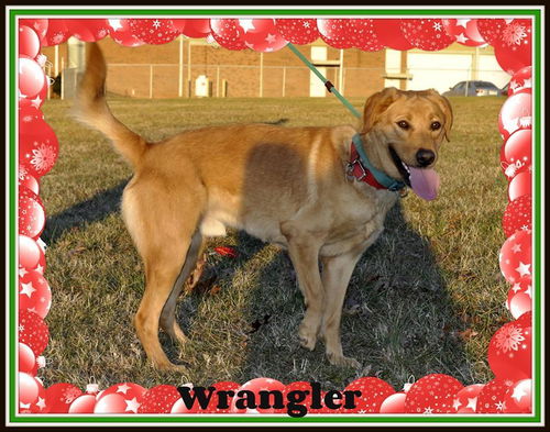 Wrangler
