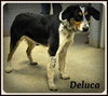 Deluca-URGENT!