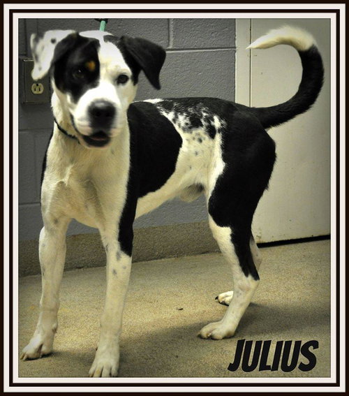 Julius-URGENT!