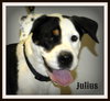 Julius-URGENT!