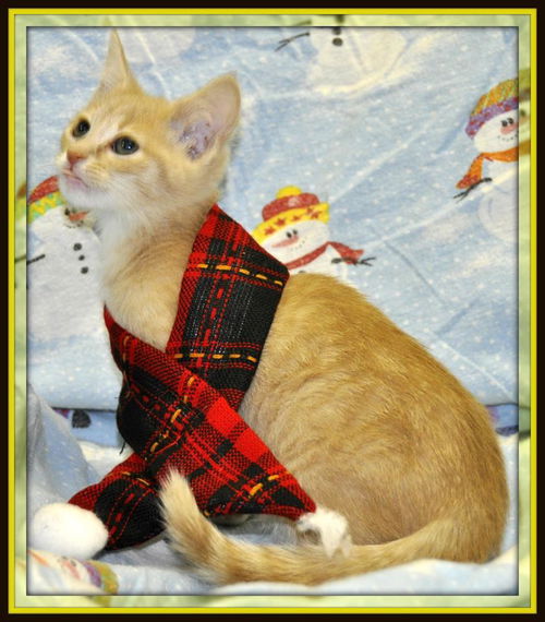 CASTIEL