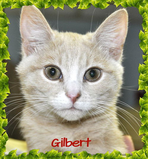 Gilbert