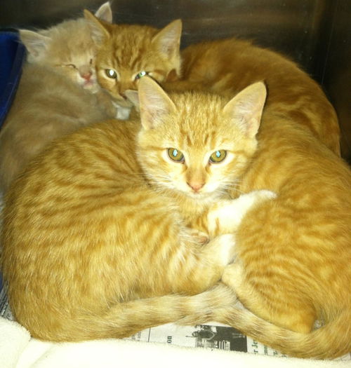 Litter of Lovelies