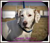 Gwen Hailey-Sponsored Spay!