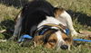 Toby
