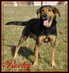 Rocky-URGENT!