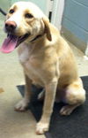 Tippy-URGENT!
