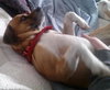 Dozer: fostered