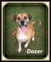 Dozer: fostered