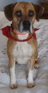 Dozer: fostered