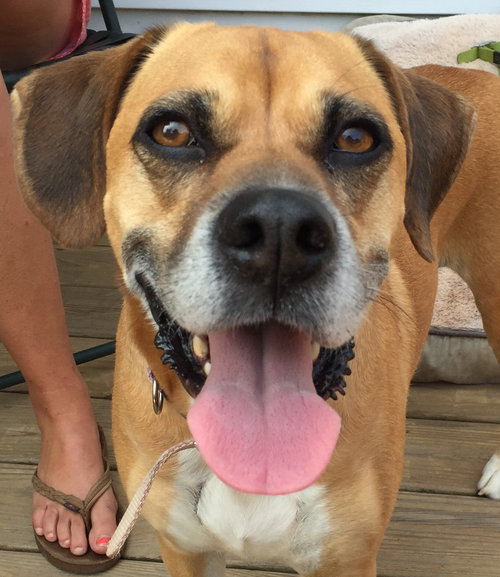Dozer: fostered