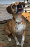 Dozer: fostered