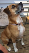Dozer: fostered