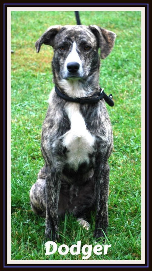Dodger-Reclaimed!