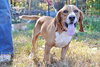 Digger-URGENT!