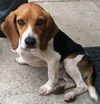 Shiloh-URGENT!