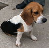Shiloh-URGENT!