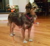 Willow