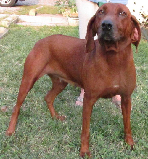 Lucy Lu