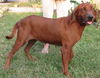 Lucy Lu