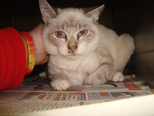 Elsa: Fostered