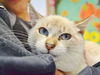 Elsa: Fostered